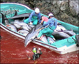 20111107-Sea Shepherd2003_Bringing-in-a-Dolphin.jpg